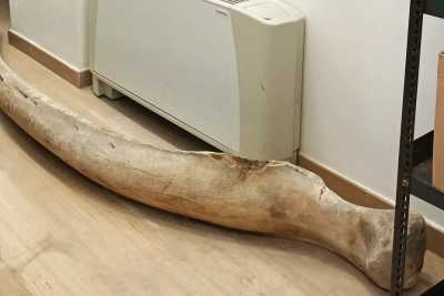 Bari, nella biblioteca nicolaiana giace un'antica costola di balena: la storia del particolare "dono"
